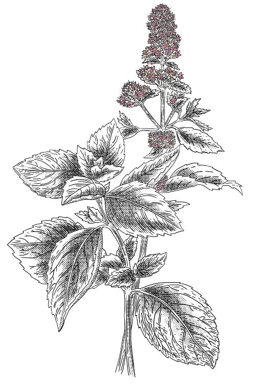 feuille de menthe