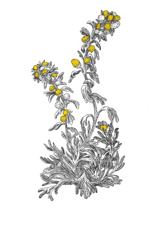 fleur de génépi Image