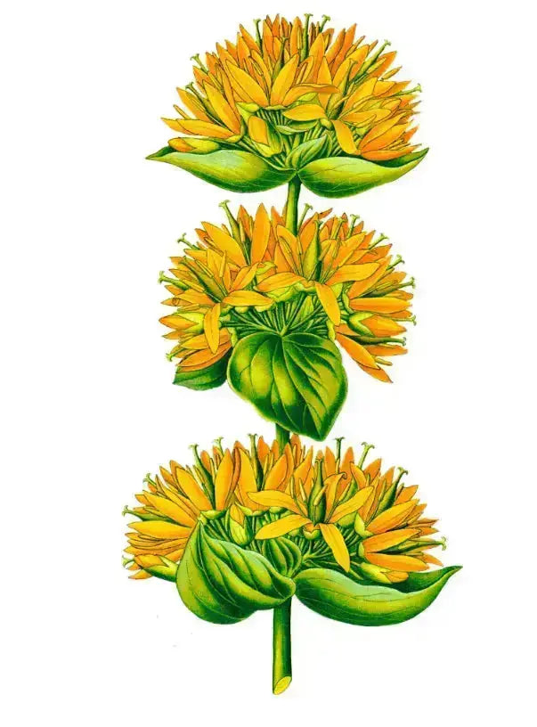 Gentiane jaune Image